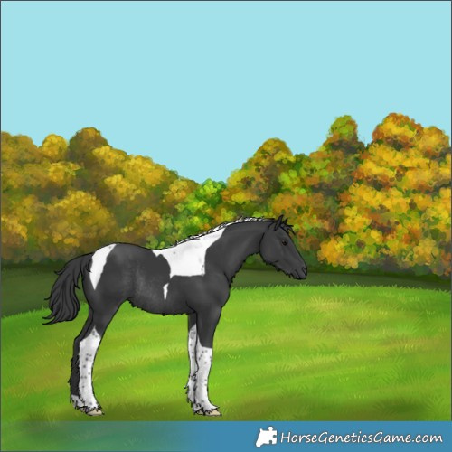 Horse Color:Black Tobiano Rabicano 
