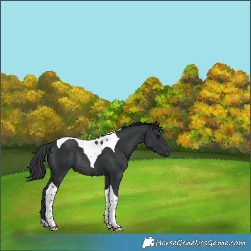 Horse Color:Black Tobiano Rabicano 