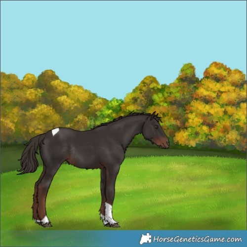 Horse Color:Liver Chestnut Tobiano Rabicano 