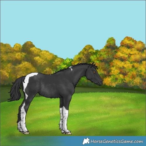 Horse Color:Black Tobiano Rabicano 