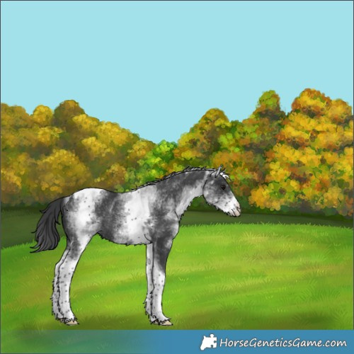 Horse Color:White Spotted Black Tobiano Rabicano 