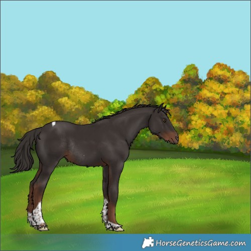 Horse Color:Liver Chestnut Tobiano Rabicano 