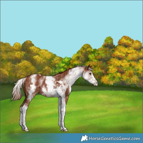Horse Color:White Spotted Chestnut Tobiano Rabicano 