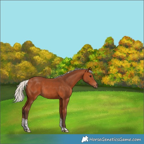 Horse Color:Silver Bay Tobiano Rabicano 