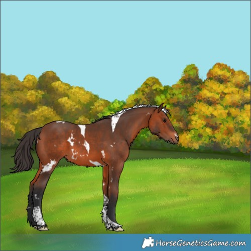 Horse Color:White Spotted Bay Tobiano Rabicano 