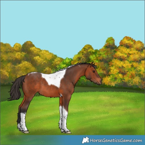 Horse Color:Bay Tobiano Rabicano 