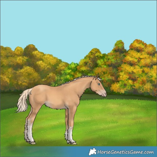 Horse Color:Gold Cream Champagne Tobiano Rabicano 