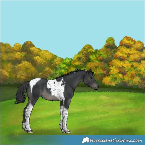 Horse Color:Black Tobiano Rabicano 