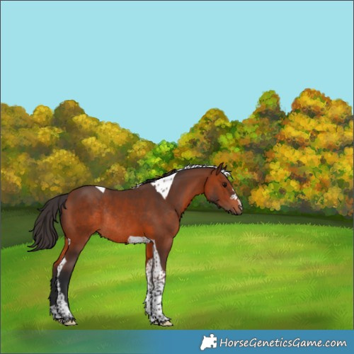 Horse Color:Bay Tobiano Rabicano 