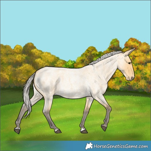 Horse Color:Silver Buckskin Roan