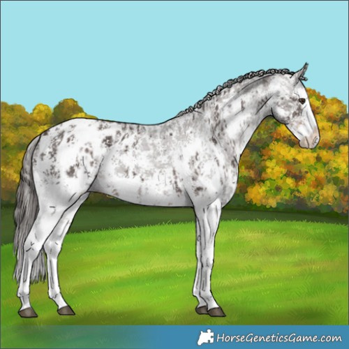 Horse Color:Liver Chestnut Sabino Splash Appaloosa  and Liver Chestnut Sabino Splash Appaloosa 