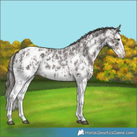 Horse Color:Liver Chestnut Sabino Splash Appaloosa  and Liver Chestnut Sabino Splash Appaloosa 