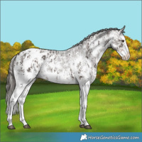 Horse Color:Liver Chestnut Sabino Splash Appaloosa  and Liver Chestnut Sabino Splash Appaloosa 
