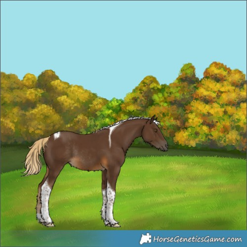 Horse Color:Chocolate Palomino Tobiano Rabicano 