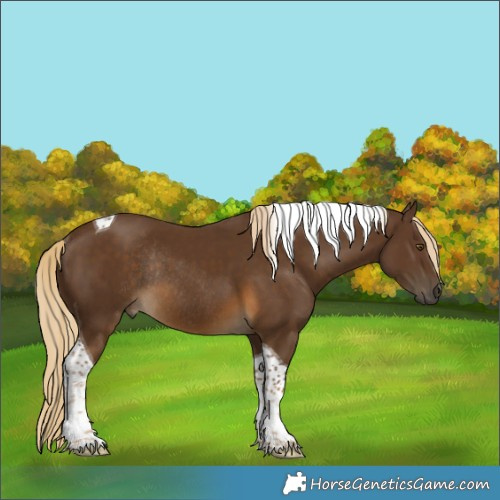 Horse Color:Chocolate Palomino Tobiano Rabicano 