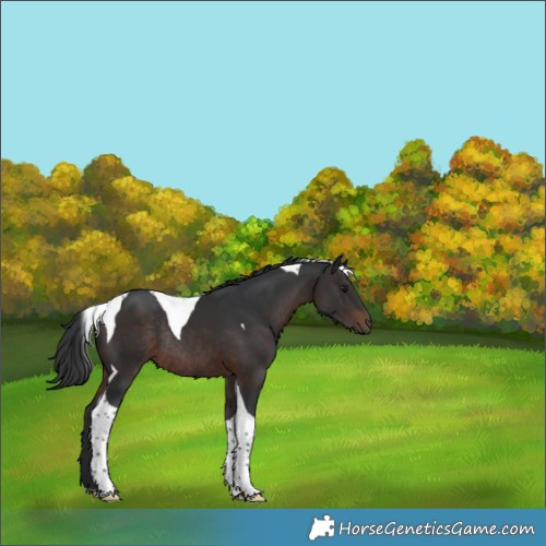 Horse Color:Brown Tobiano Rabicano 
