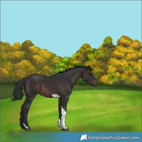 Horse Color:Brown Tobiano Rabicano 