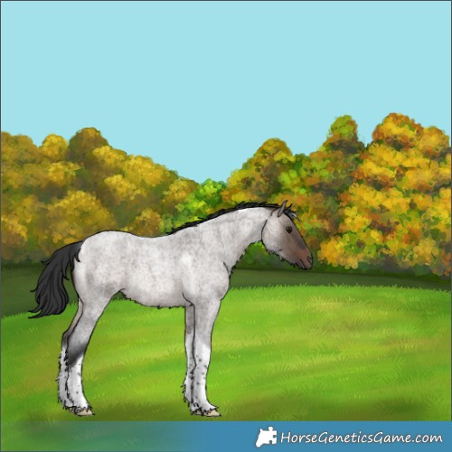 Horse Color:Brown Roan Dun Tobiano Rabicano 