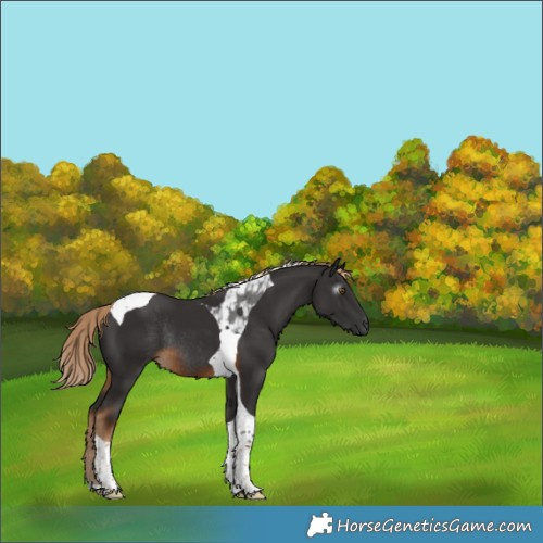Horse Color:Gray Chocolate Palomino Tobiano Rabicano 