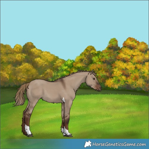 Horse Color:Liver Red Dun Tobiano Rabicano 