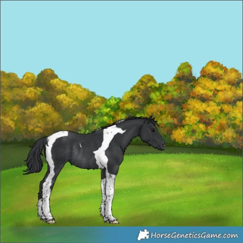 Horse Color:Black Tobiano Rabicano 