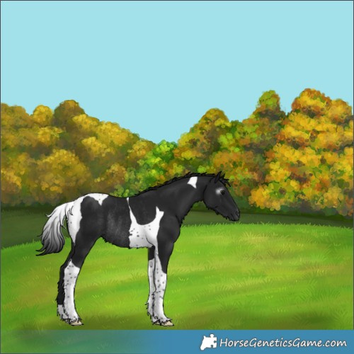 Horse Color:Gray Black Tobiano Rabicano 