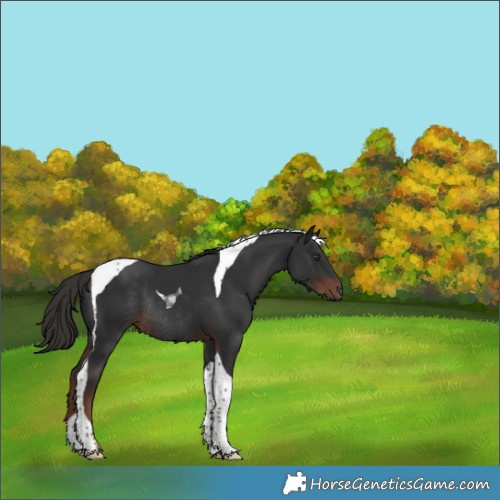 Horse Color:Liver Chestnut Tobiano Rabicano 