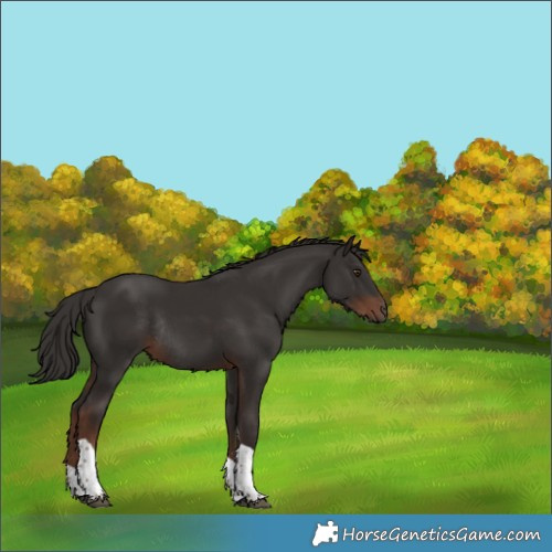 Horse Color:Liver Chestnut Tobiano Rabicano 