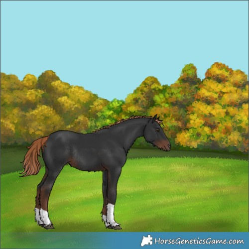 Horse Color:Liver Chestnut Tobiano Rabicano 