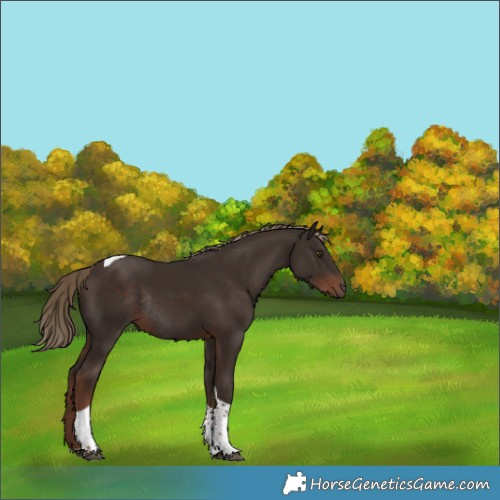 Horse Color:Liver Chestnut Tobiano Rabicano 