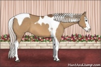 Horse Color:Silver Bay Dun Splash Tobiano 