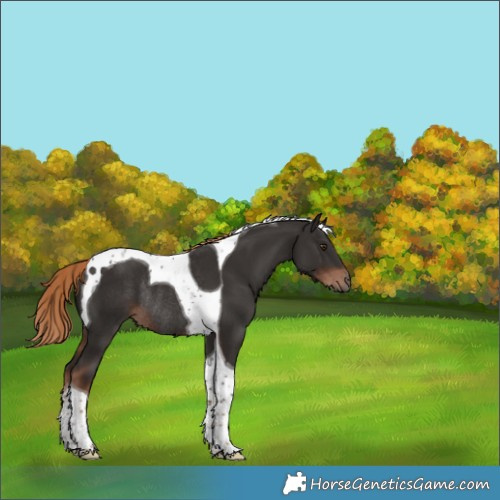 Horse Color:Liver Chestnut Tobiano Rabicano 