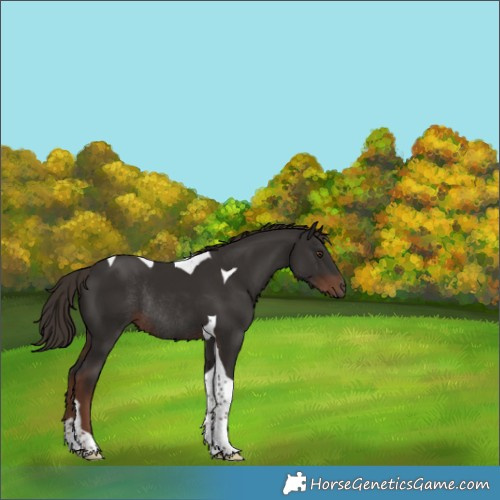 Horse Color:Liver Chestnut Tobiano Rabicano 