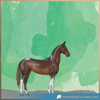 Horse Color:Liver Chestnut Tobiano Rabicano
