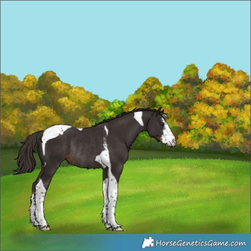 Horse Color:White Spotted Liver Chestnut Tobiano Rabicano 