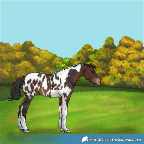 Horse Color:Brown Tobiano Near Leopard Rabicano 