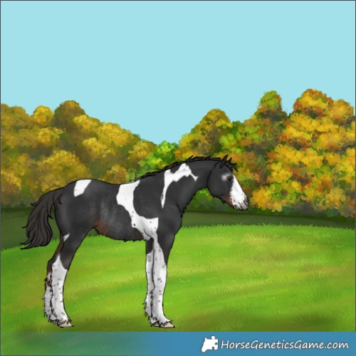 Horse Color:Gray White Spotted Liver Chestnut Tobiano Rabicano 