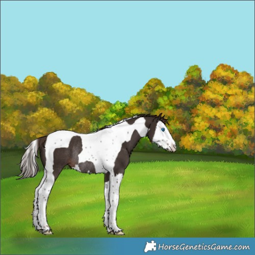 Horse Color:Liver Chestnut Splash Tobiano Rabicano 