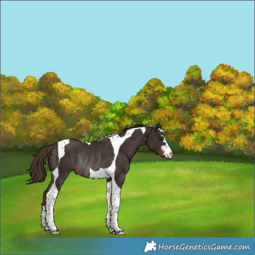 Horse Color:Liver Chestnut Tobiano Rabicano 