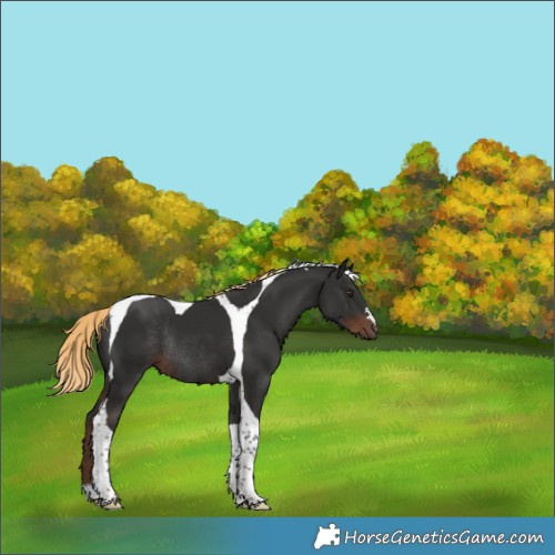 Horse Color:Liver Chestnut Tobiano Rabicano 