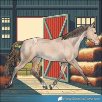 Horse Color:Bay Dun Appaloosa Rabicano 
