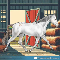 Horse Color:Bay Dun Appaloosa Rabicano 