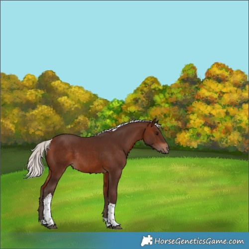 Horse Color:Silver Brown Tobiano Rabicano 