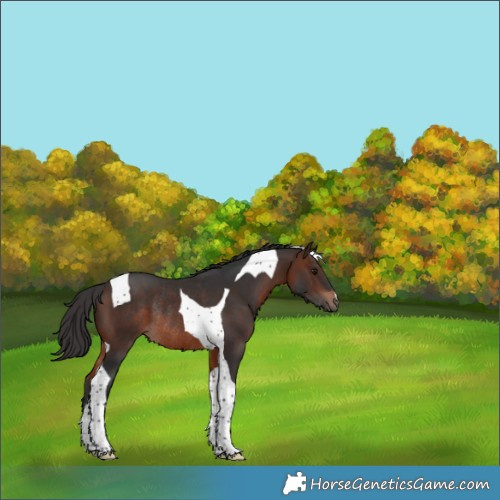 Horse Color:Brown Tobiano Rabicano 