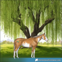 Horse Color:White Spotted Palomino