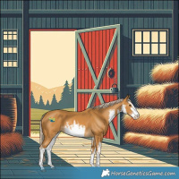 Horse Color:White Spotted Palomino 