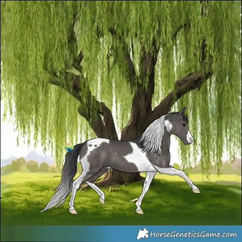 Horse Color:Black Tobiano 