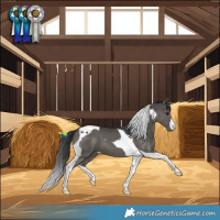 Horse Color:Black Tobiano