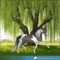 Horse Color:Black Tobiano