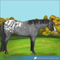 Horse Color:Blue Roan Splash Appaloosa